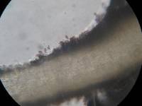 Psilocybe aztecorum image