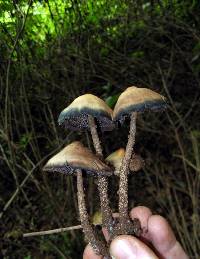 Psilocybe zapotecorum image