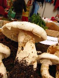 Amanita polypyramis image