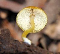 Pluteus chrysophlebius image