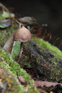 Psilocybe yungensis image