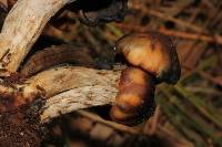 Psilocybe muliercula image