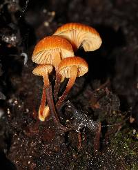 Xeromphalina campanella image