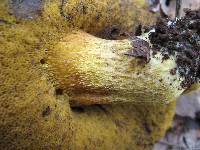 Retiboletus ornatipes image