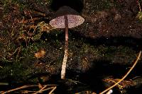 Psilocybe neoxalapensis image