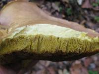 Retiboletus ornatipes image