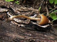 Psilocybe mexicana image