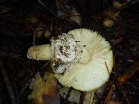 Amanita calyptroderma image