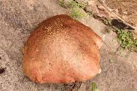 Boletus michoacanus image