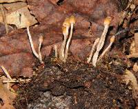 Cortinarius acutus image