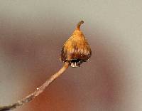 Psilocybe hoogshagenii image