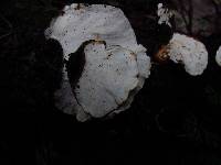 Trametes versicolor image