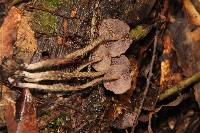 Psilocybe yungensis image