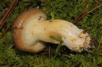 Suillus lutescens image