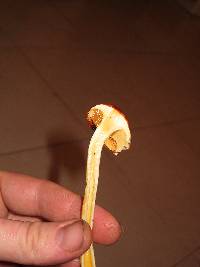 Pulveroboletus curtisii image