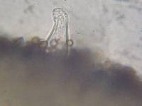 Inocybe geophylla image