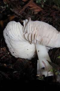 Hygrocybe calyptriformis var. calyptriformis image