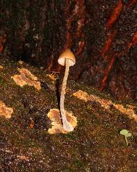 Psilocybe yungensis image