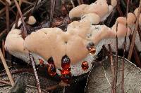 Hydnellum ferrugineum image