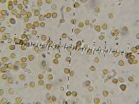 Psilocybe neoxalapensis image