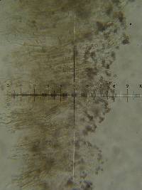 Psilocybe neoxalapensis image