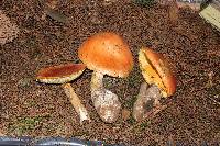 Amanita yema image