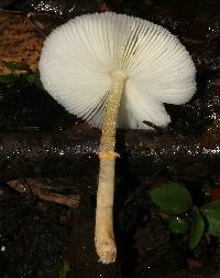 Leucocoprinus fragilissimus image