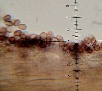 Psilocybe hoogshagenii image