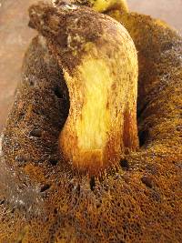 Retiboletus ornatipes image