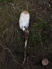 Coprinus comatus image