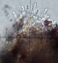 Psilocybe fagicola image