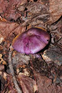 Cortinarius archeri image