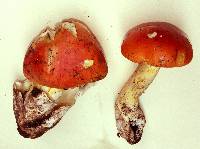 Amanita yema image