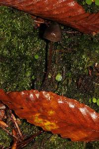 Psilocybe neoxalapensis image