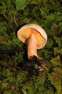 Lactarius salmonicolor image