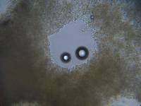 Trametes versicolor image