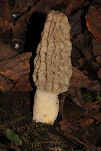 Morchella rufobrunnea image