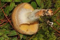 Suillus lutescens image