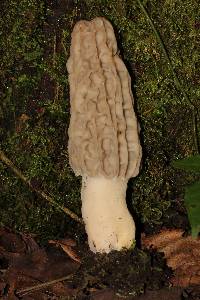 Morchella rufobrunnea image