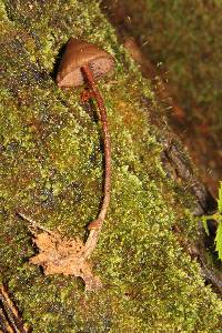 Psilocybe yungensis image