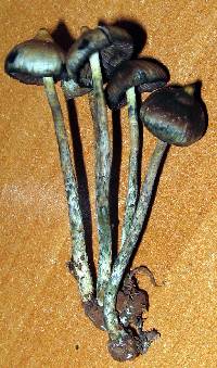 Psilocybe zapotecorum image