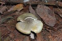 Tricholoma saponaceum image