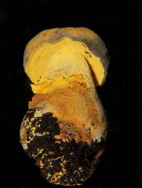 Retiboletus flavoniger image