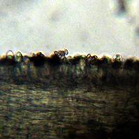 Psilocybe zapotecorum image