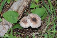 Leucoagaricus caerulescens image