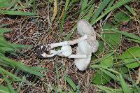 Leucoagaricus caerulescens image