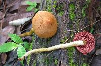 Cortinarius semisanguineus image