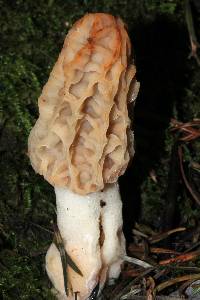 Morchella rufobrunnea image