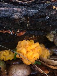 Tremella aurantia image