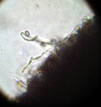 Psilocybe zapotecorum image